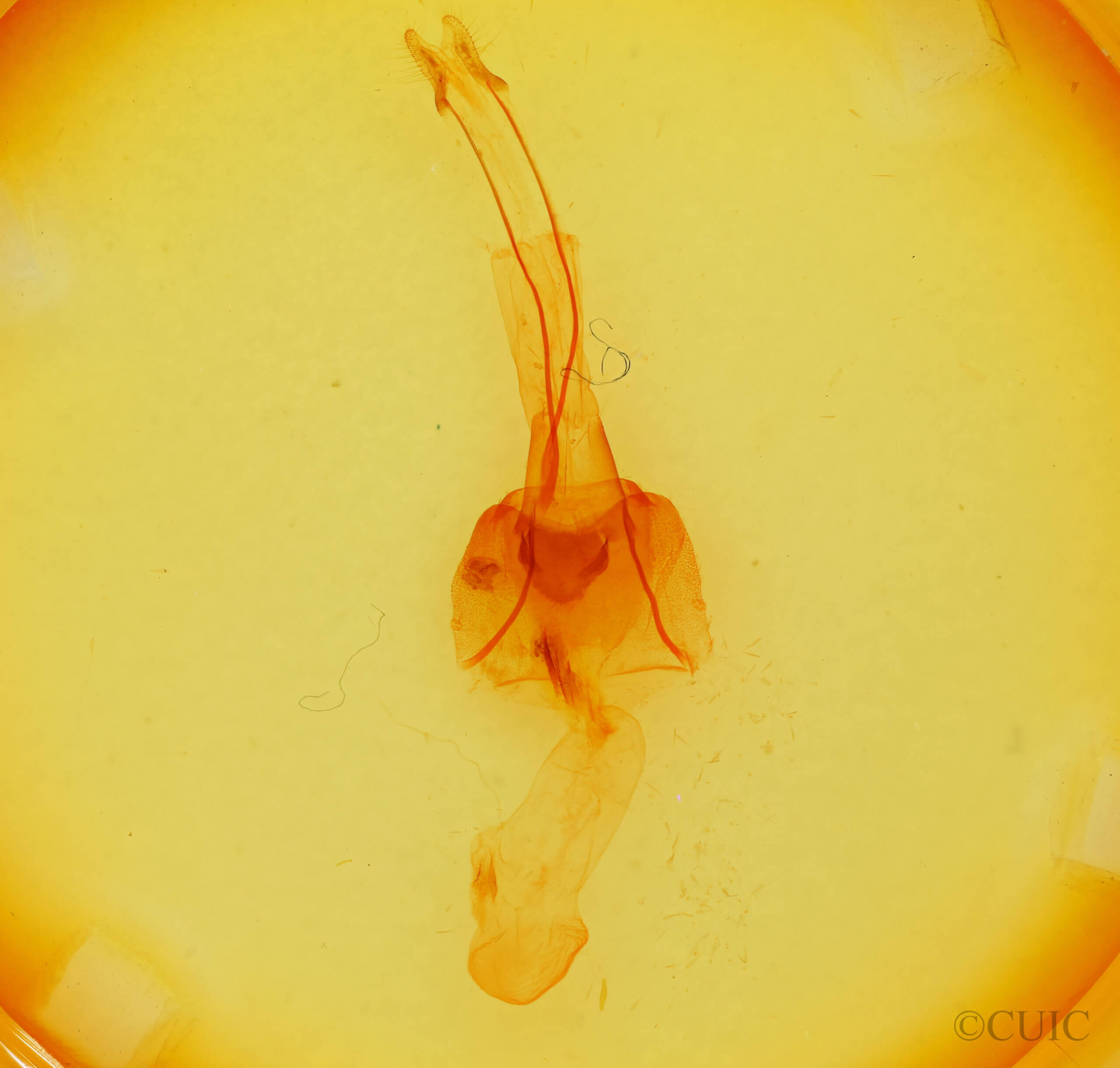 genitalia view of adult Brachylomia discolor