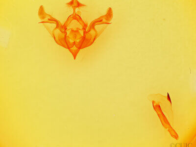 genitalia view of adult Brachylomia populi