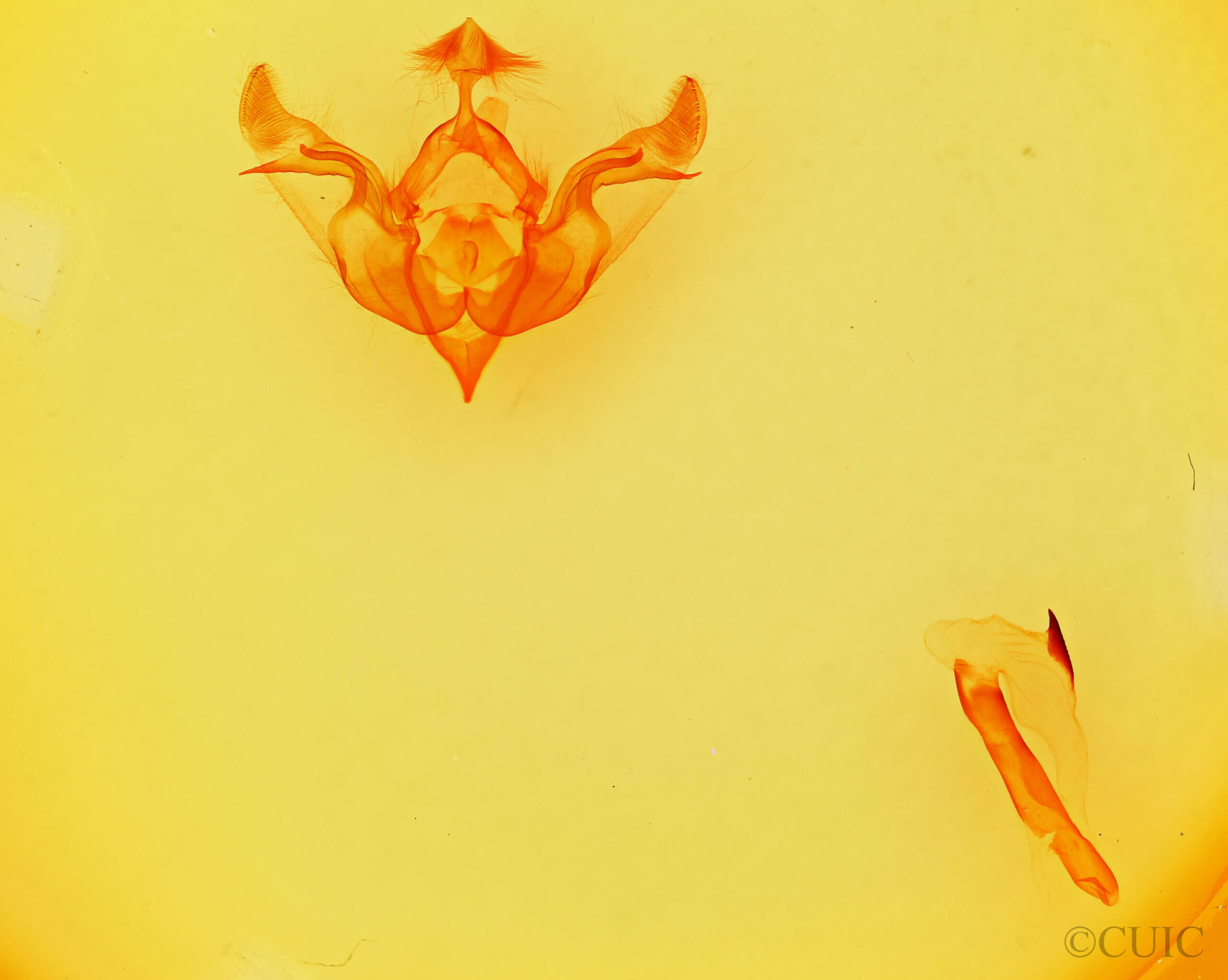 genitalia view of adult Brachylomia populi