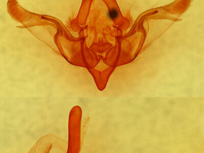 genitalia view of adult Brachylomia discinigra?