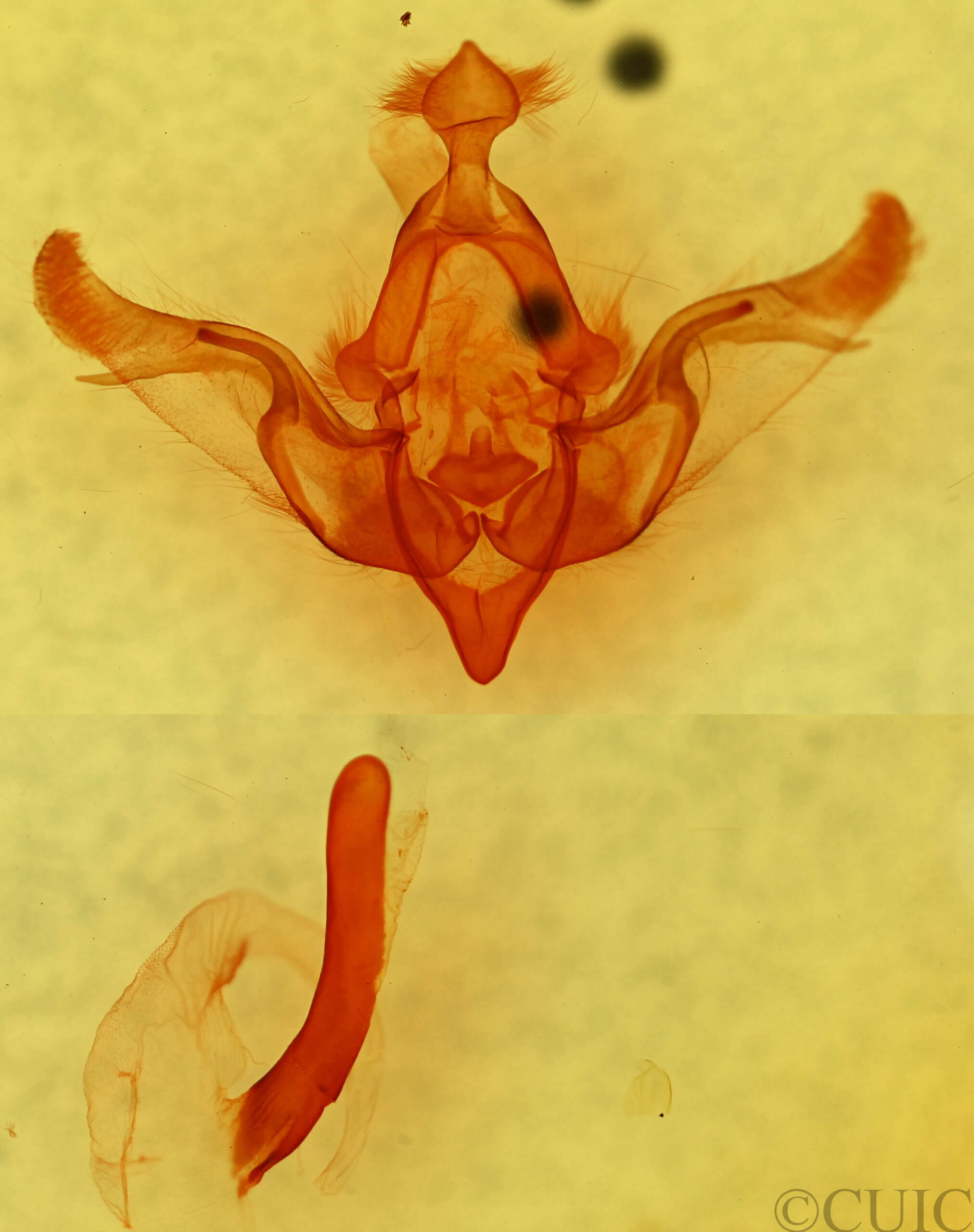 genitalia view of adult Brachylomia discinigra?