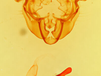 genitalia view of adult Apamea auranticolor