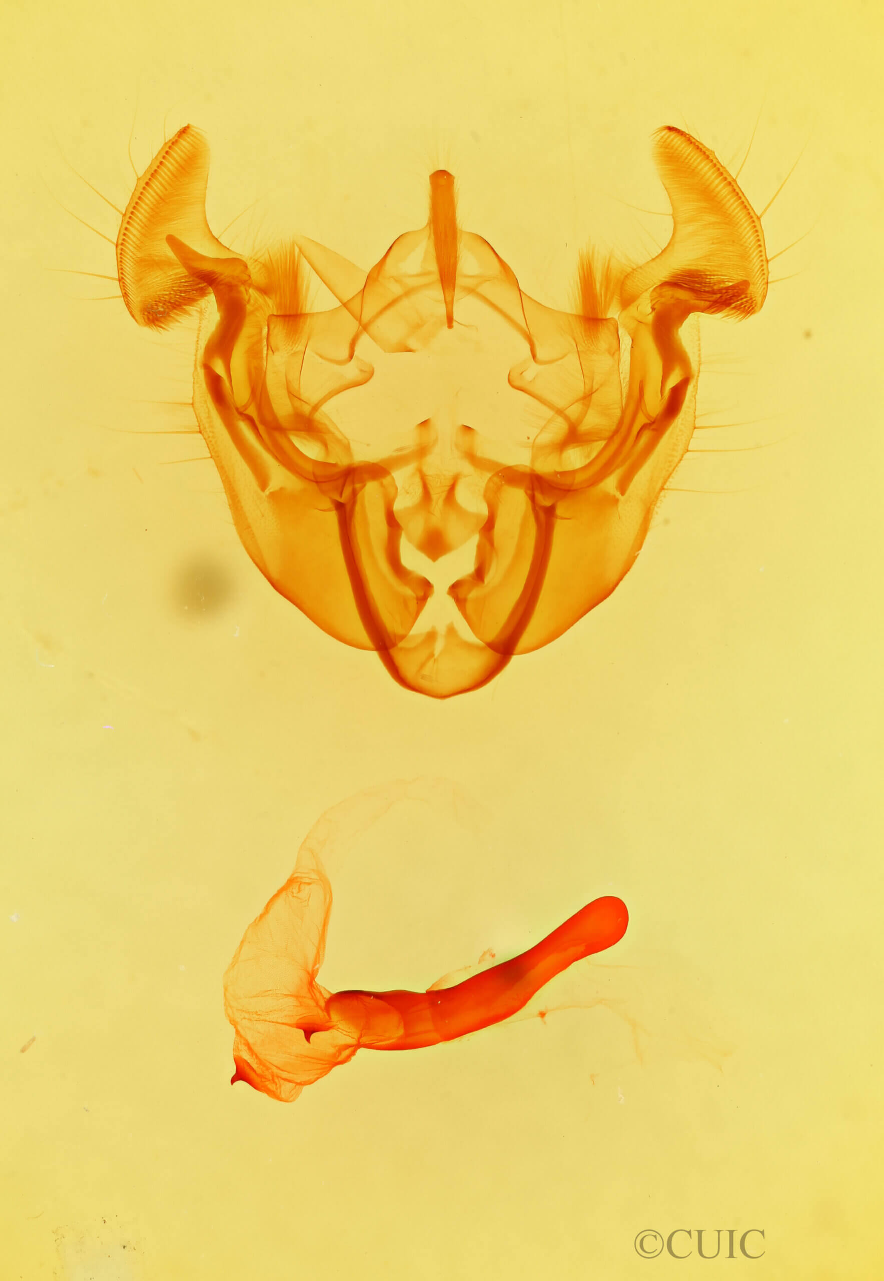 genitalia view of adult Apamea auranticolor