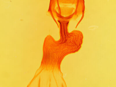 genitalia view of adult Apamea dubitans