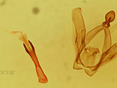 genitalia view of adult Heterocampa subrotata celtiphaga