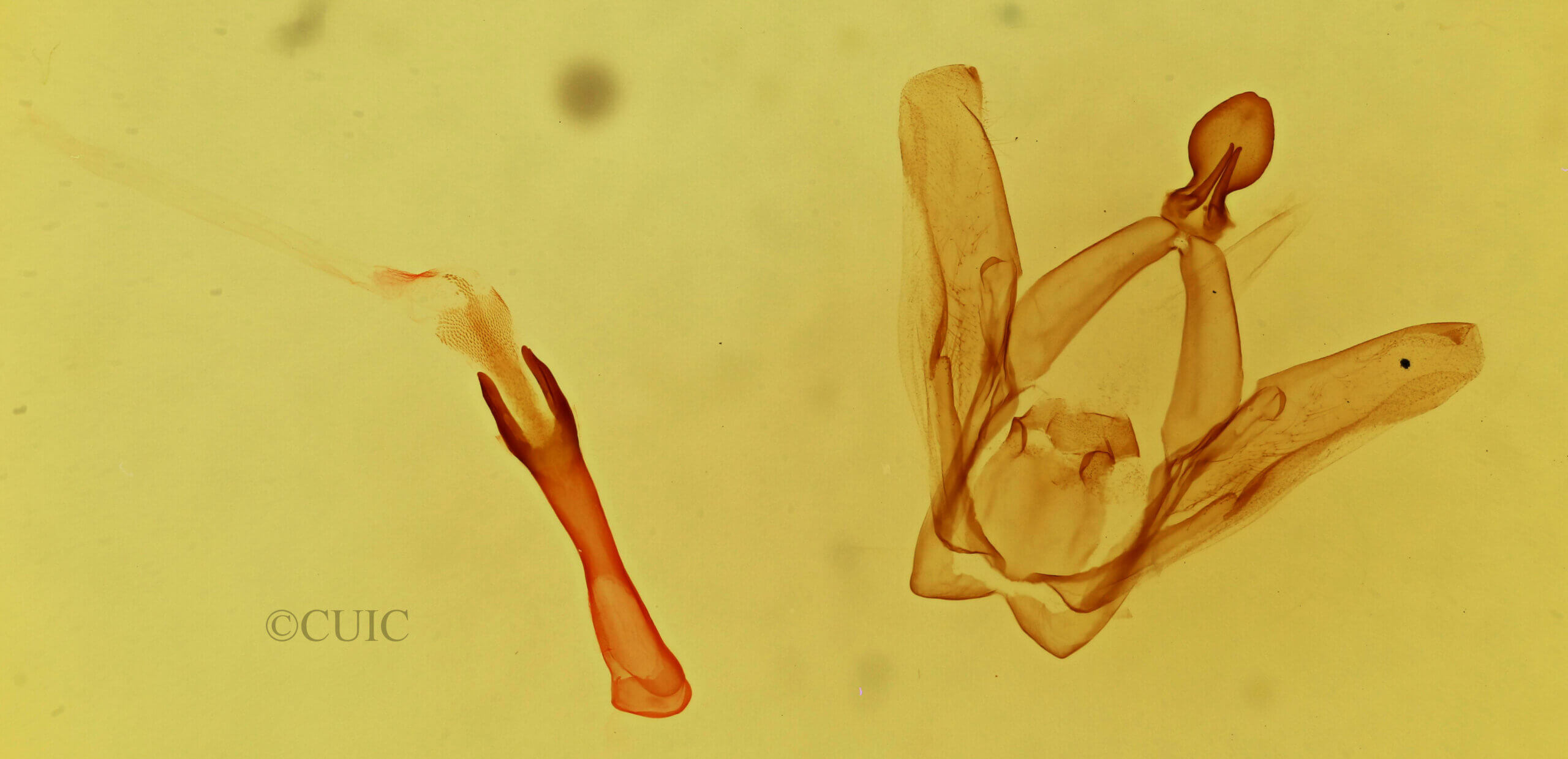 genitalia view of adult Heterocampa subrotata celtiphaga