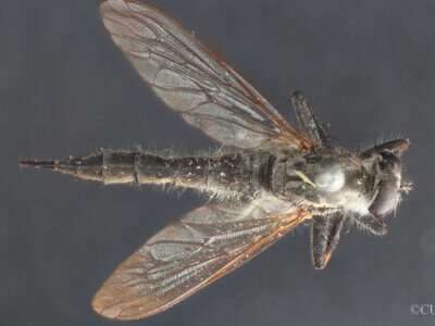 dorsal view of adult Machimus notatus