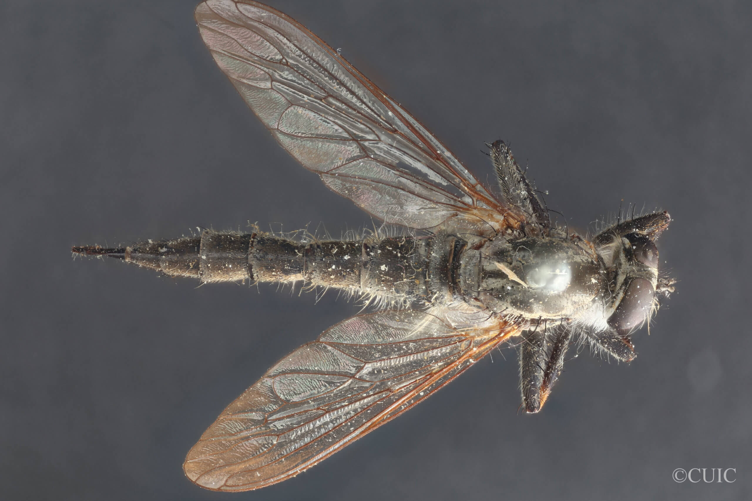 dorsal view of adult Machimus notatus