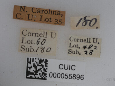 label view of adult Machimus notatus