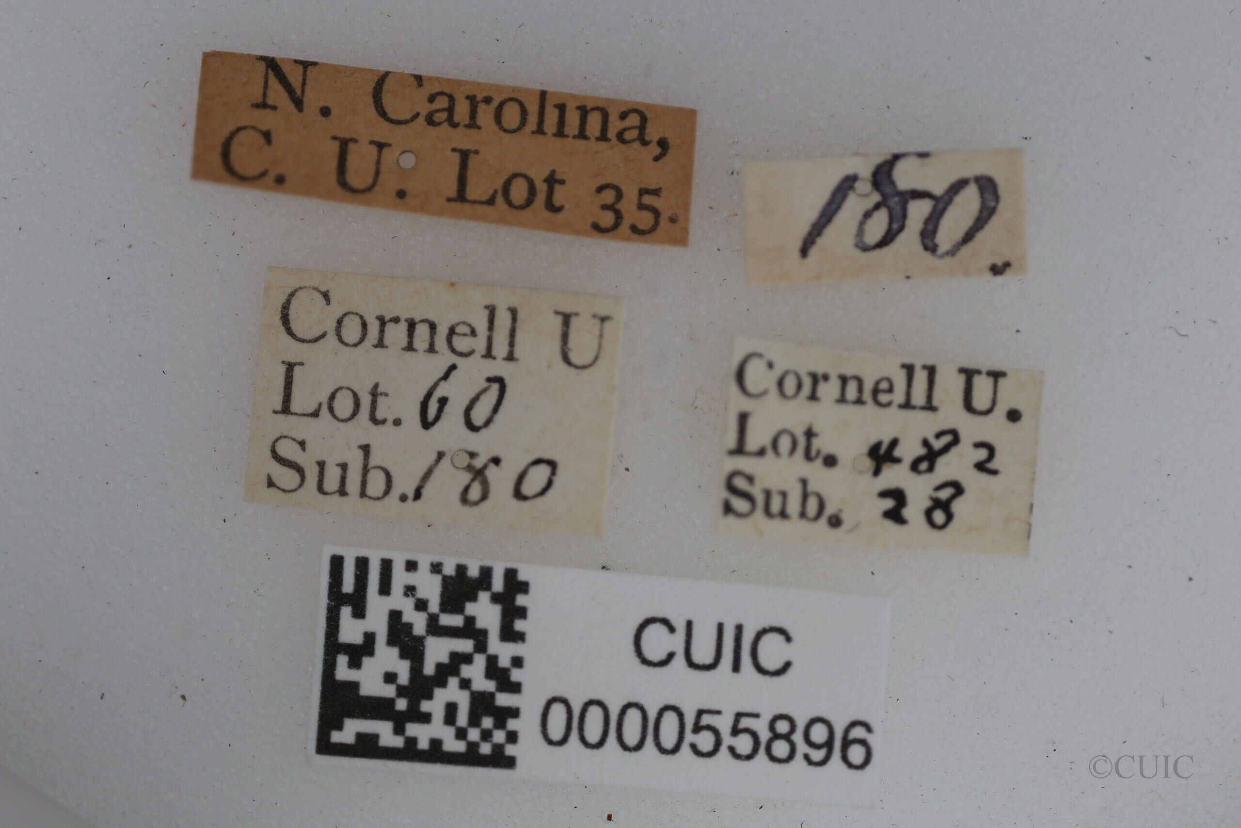 label view of adult Machimus notatus