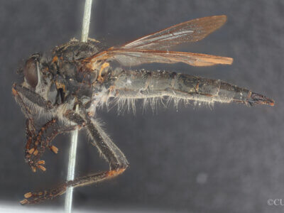 lateral view of adult Machimus notatus