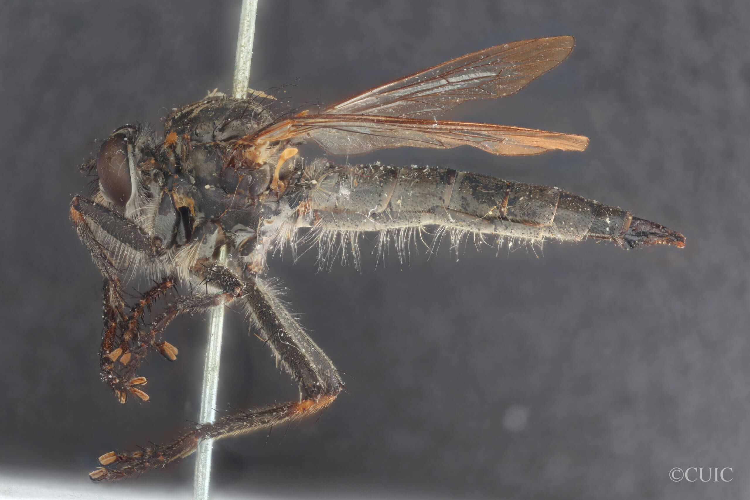 lateral view of adult Machimus notatus