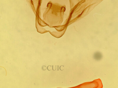 genitalia view of adult Rifargia subrotata