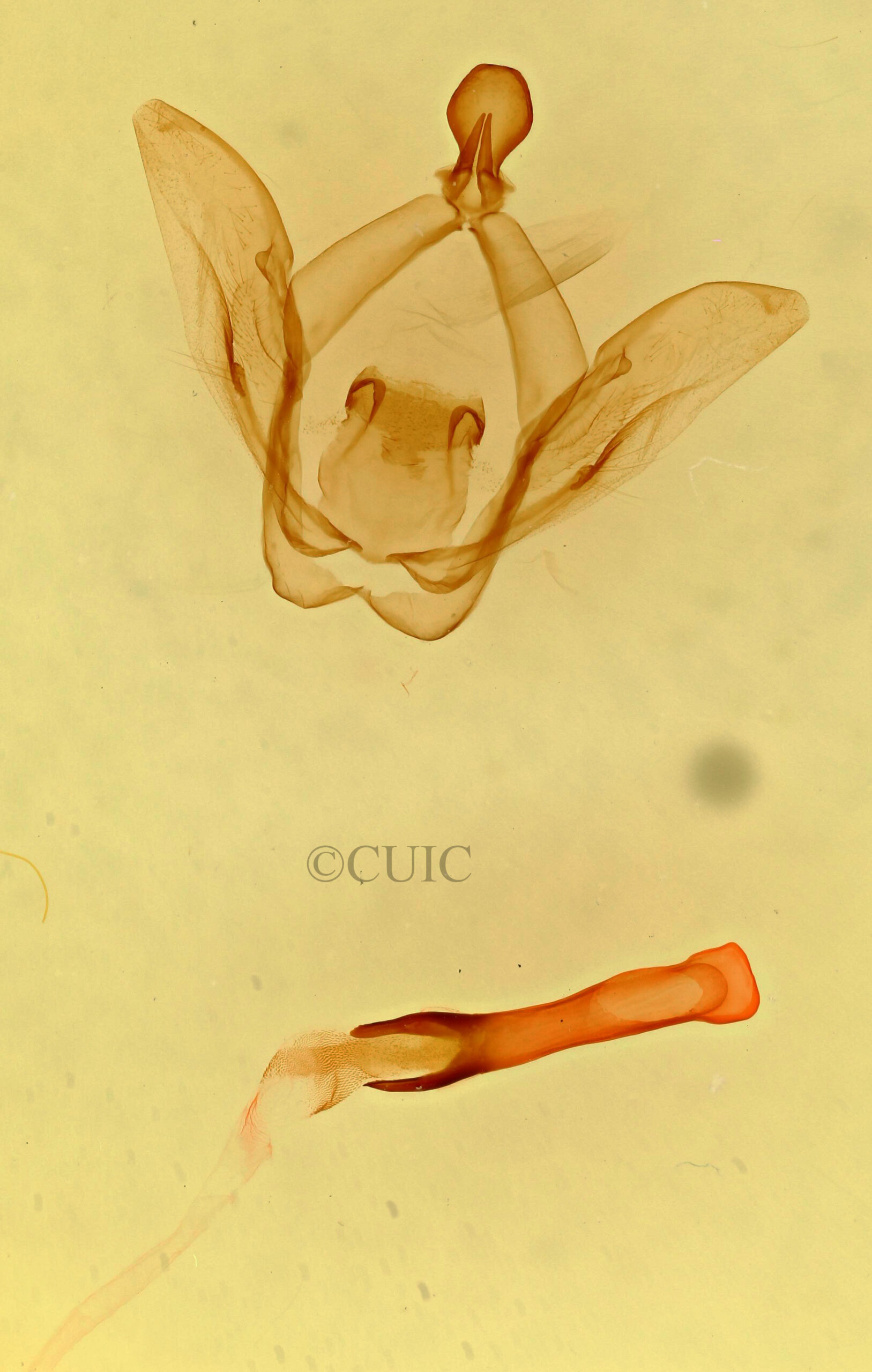 genitalia view of adult Rifargia subrotata