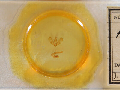 slide view of adult Sympistis sp.