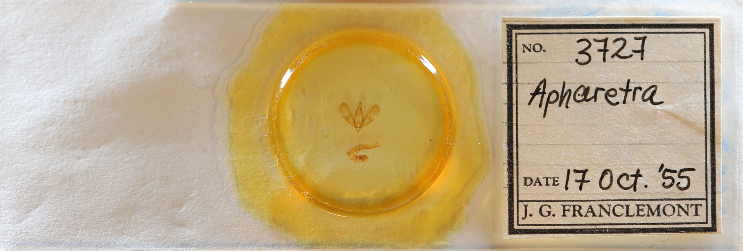 slide view of adult Sympistis sp.