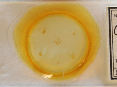 slide view of adult Gabara sp.