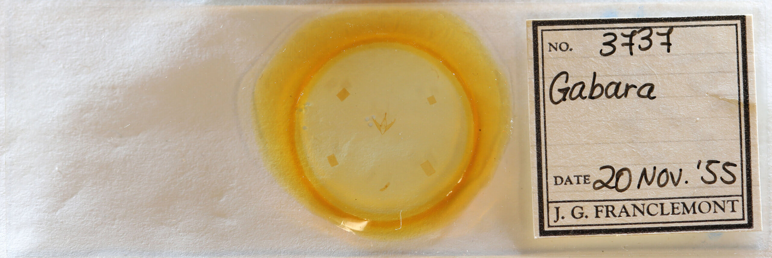 slide view of adult Gabara sp.