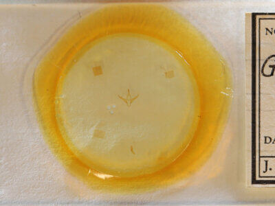 slide view of adult Gabara sp.