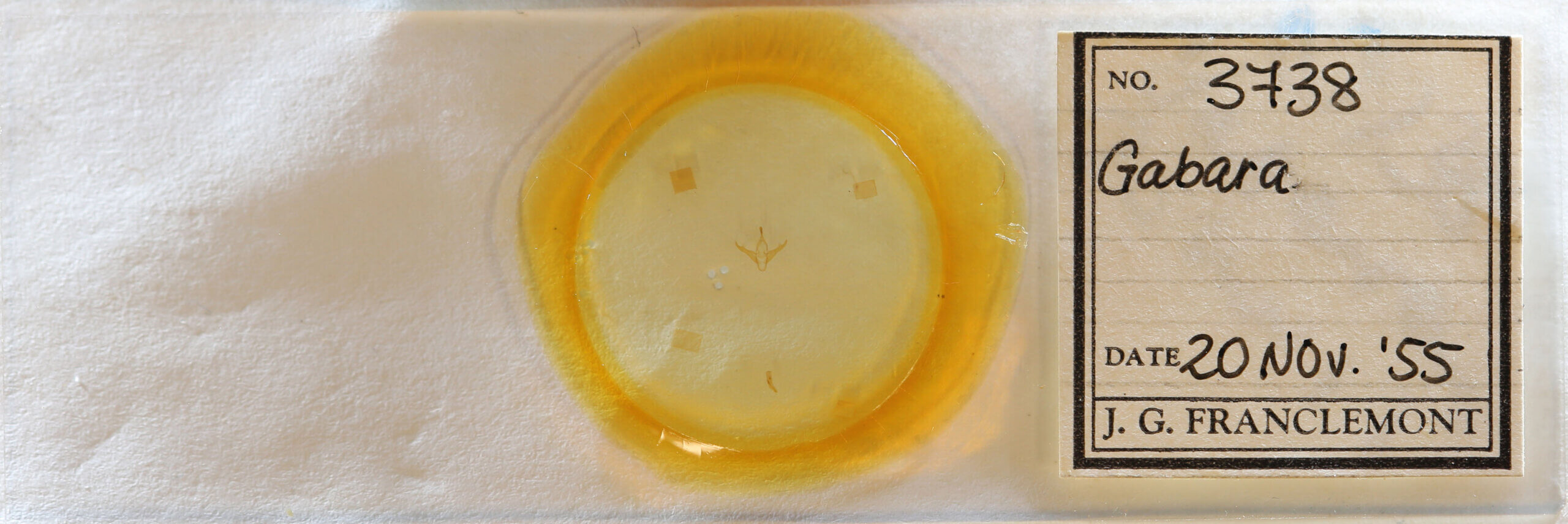 slide view of adult Gabara sp.