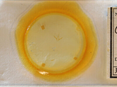 slide view of adult Gabara sp.