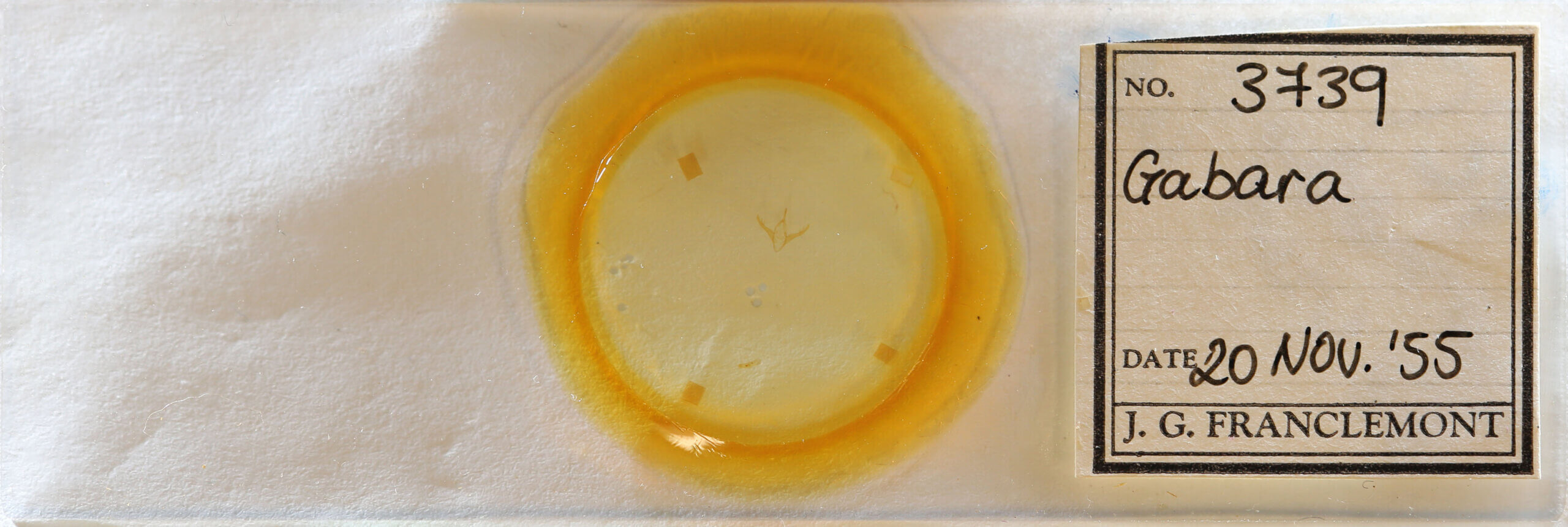 slide view of adult Gabara sp.