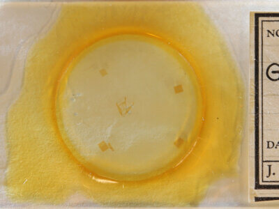 slide view of adult Gabara sp.