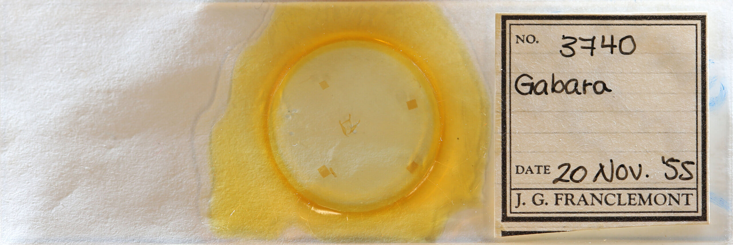 slide view of adult Gabara sp.