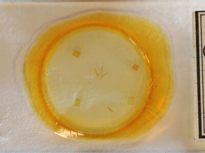 slide view of adult Gabara sp.