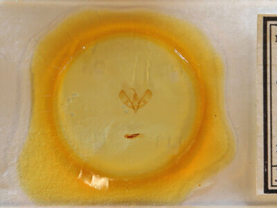 slide view of adult Sympistis sp.