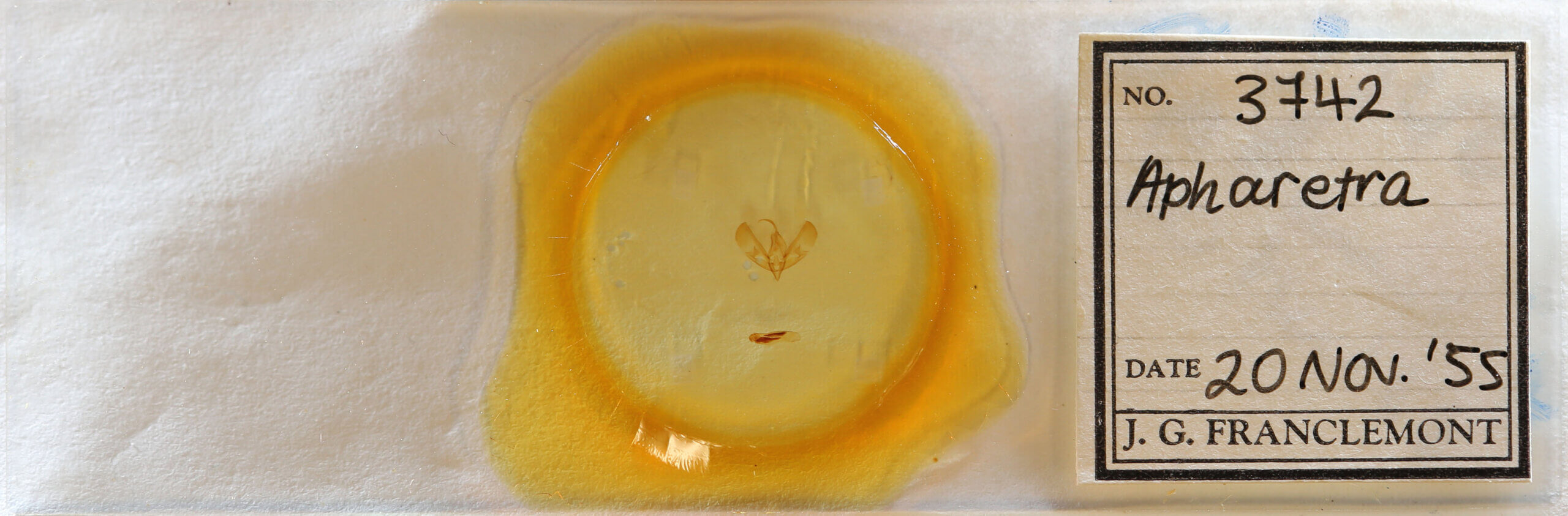 slide view of adult Sympistis sp.