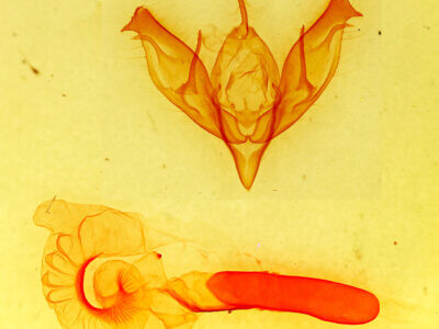 genitalia view of adult Richia herculeana