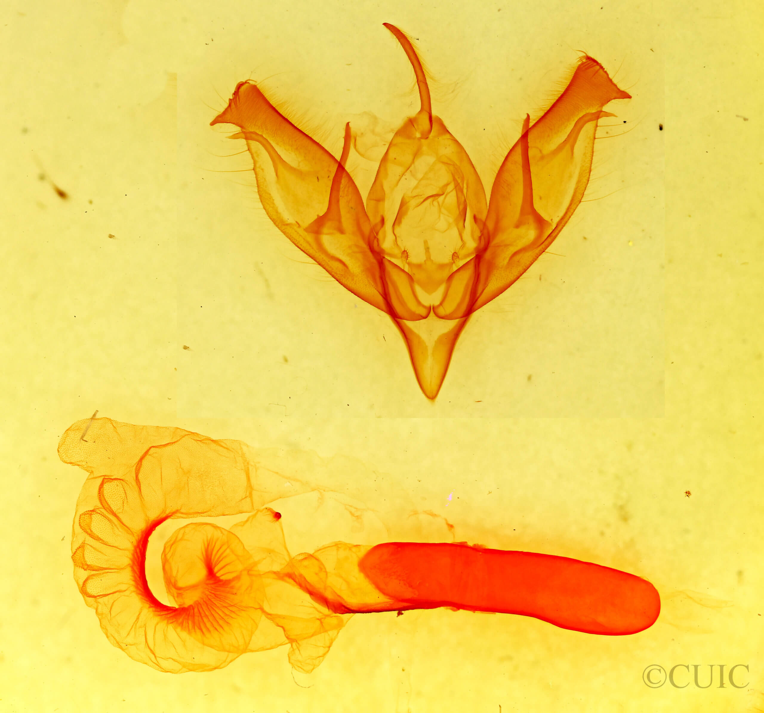 genitalia view of adult Richia herculeana