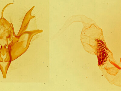 genitalia view of adult Caradrina meralis