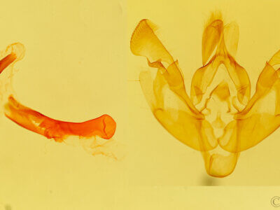 genitalia view of adult Actinotia polyodon