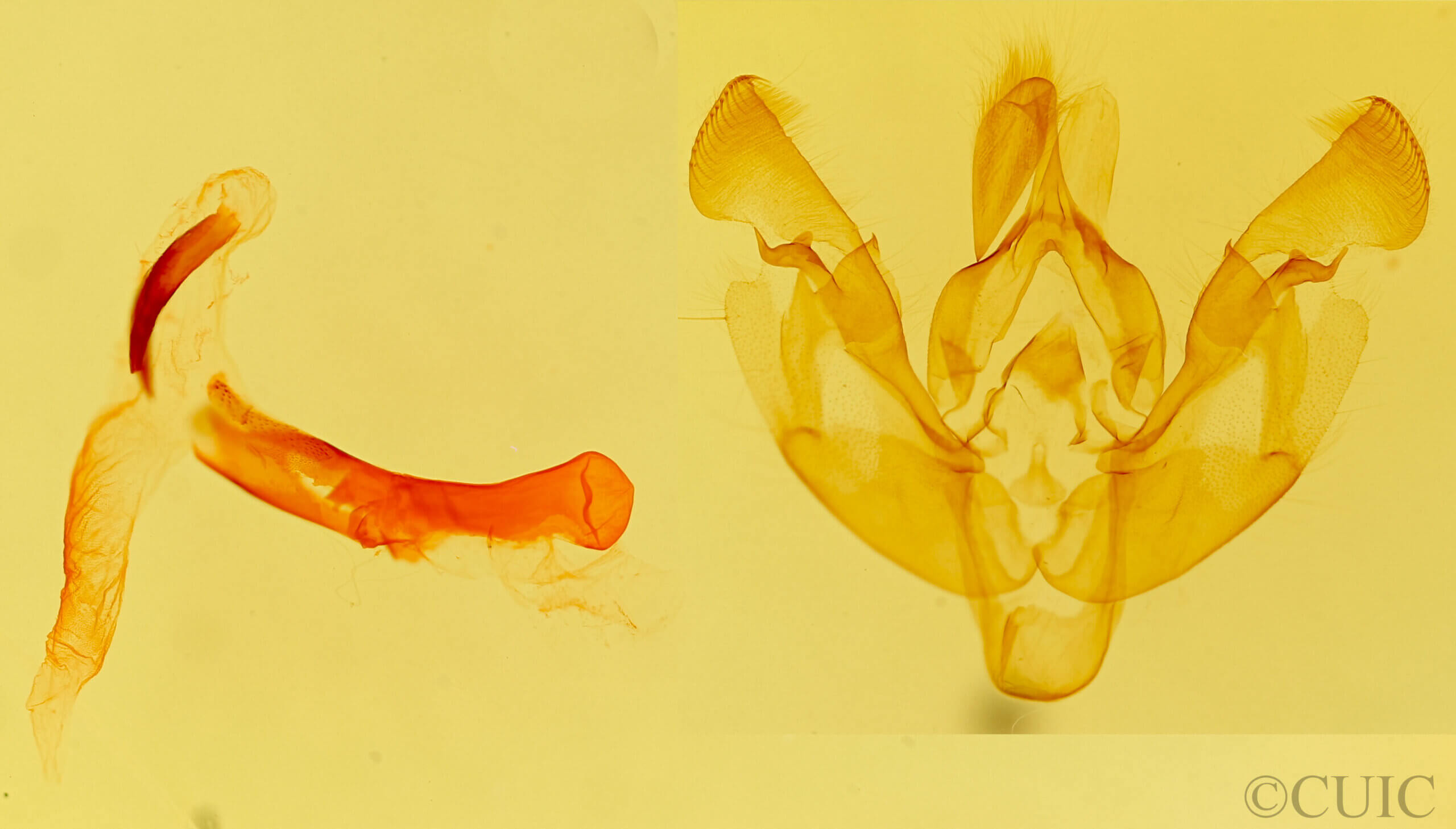 genitalia view of adult Actinotia polyodon