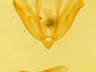 genitalia view of adult Acronicta interrupta