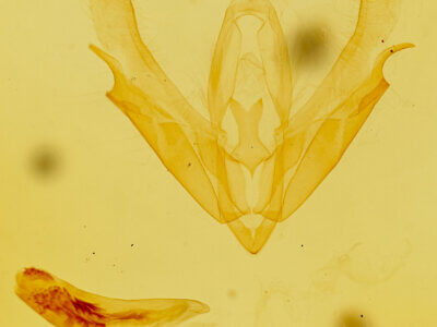 genitalia view of adult Acronicta interrupta