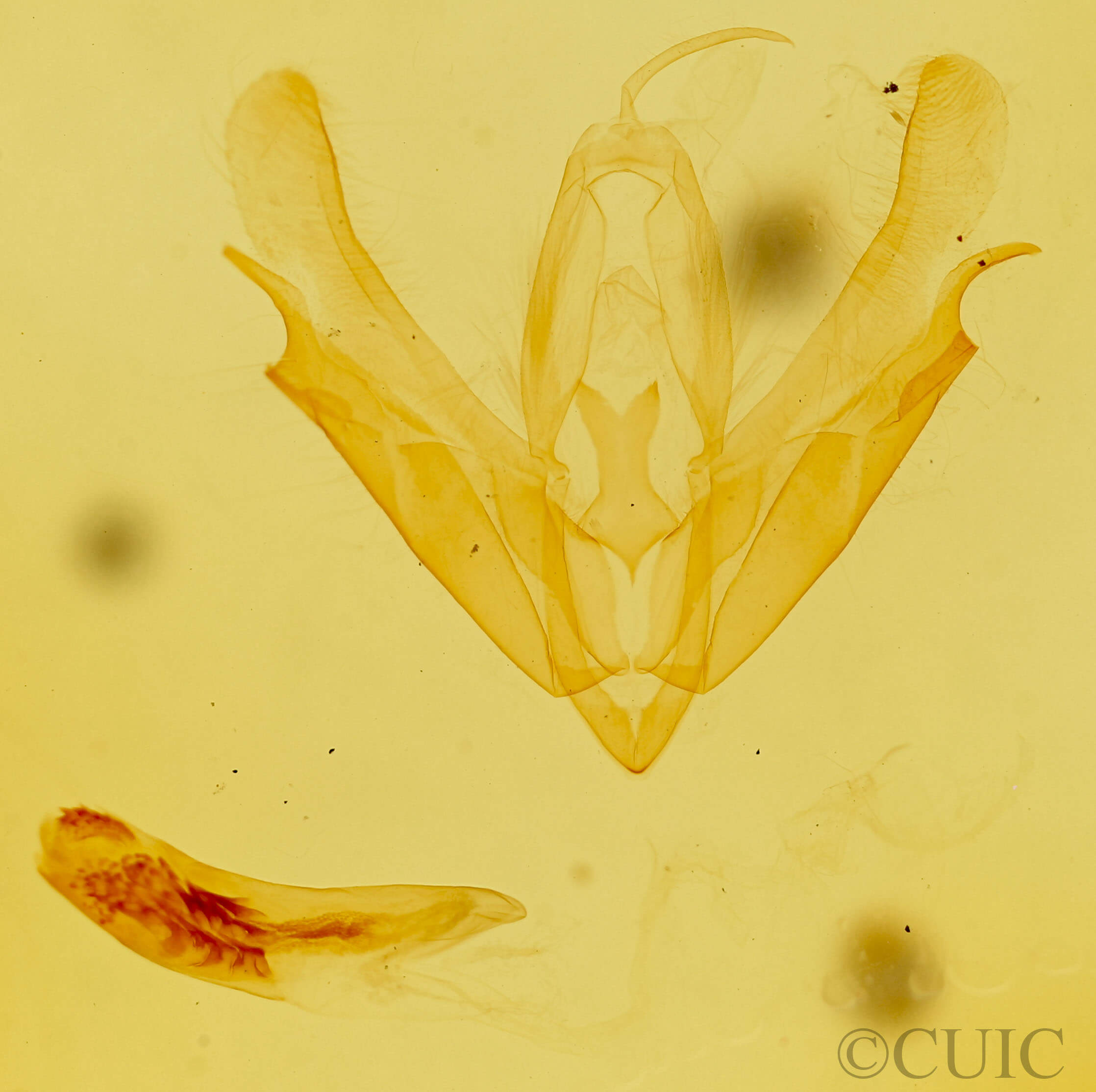 genitalia view of adult Acronicta interrupta