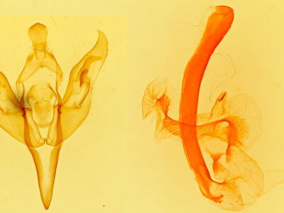 genitalia view of adult Acerra normalis