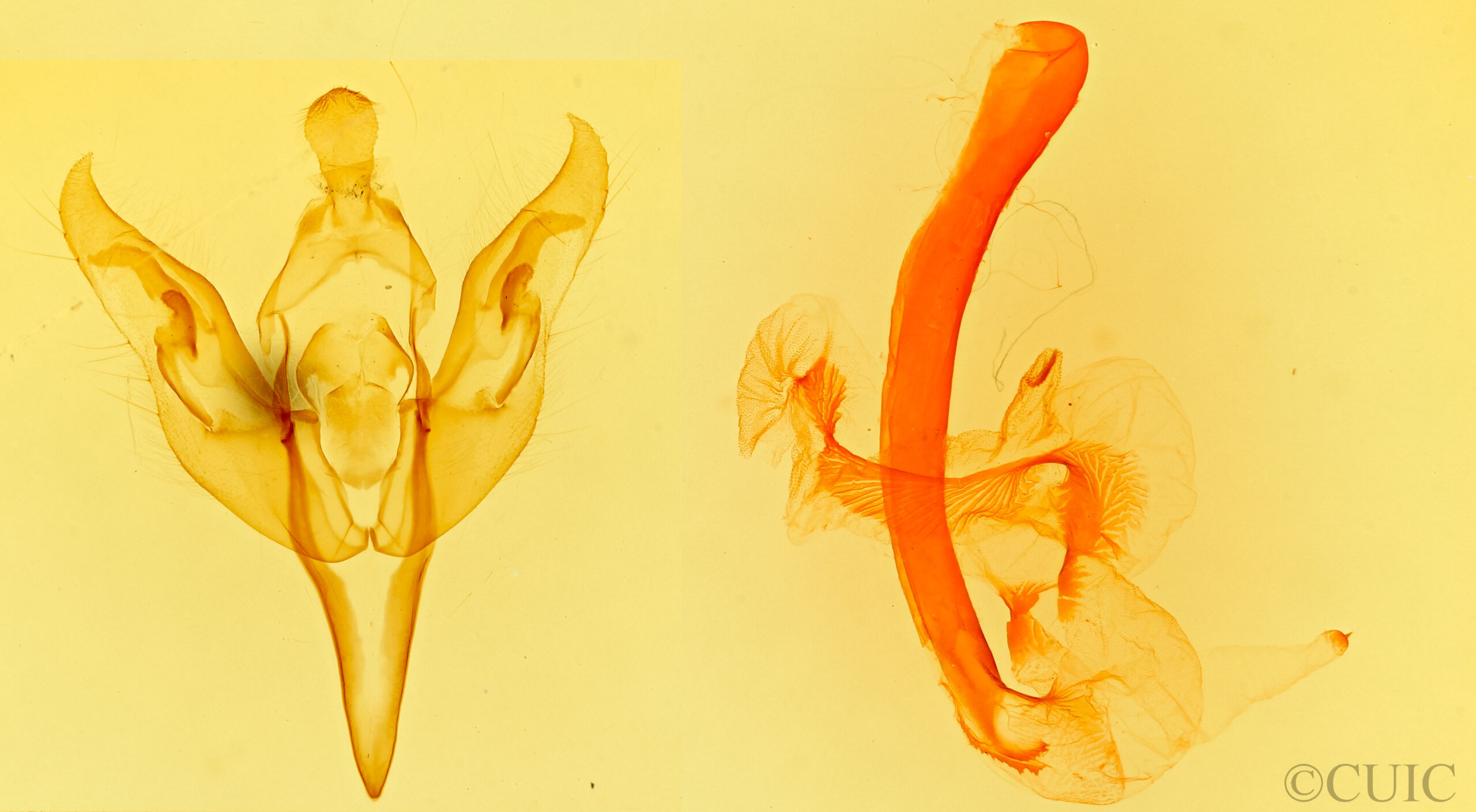 genitalia view of adult Acerra normalis
