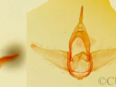 genitalia view of adult Prosoparia perfuscaria