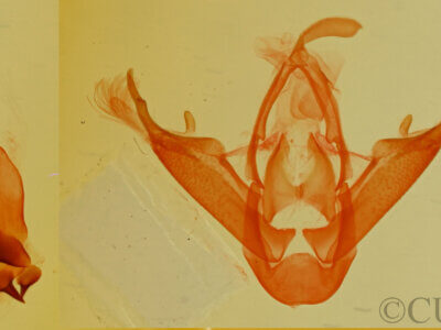 genitalia view of adult Mycterophora monticola