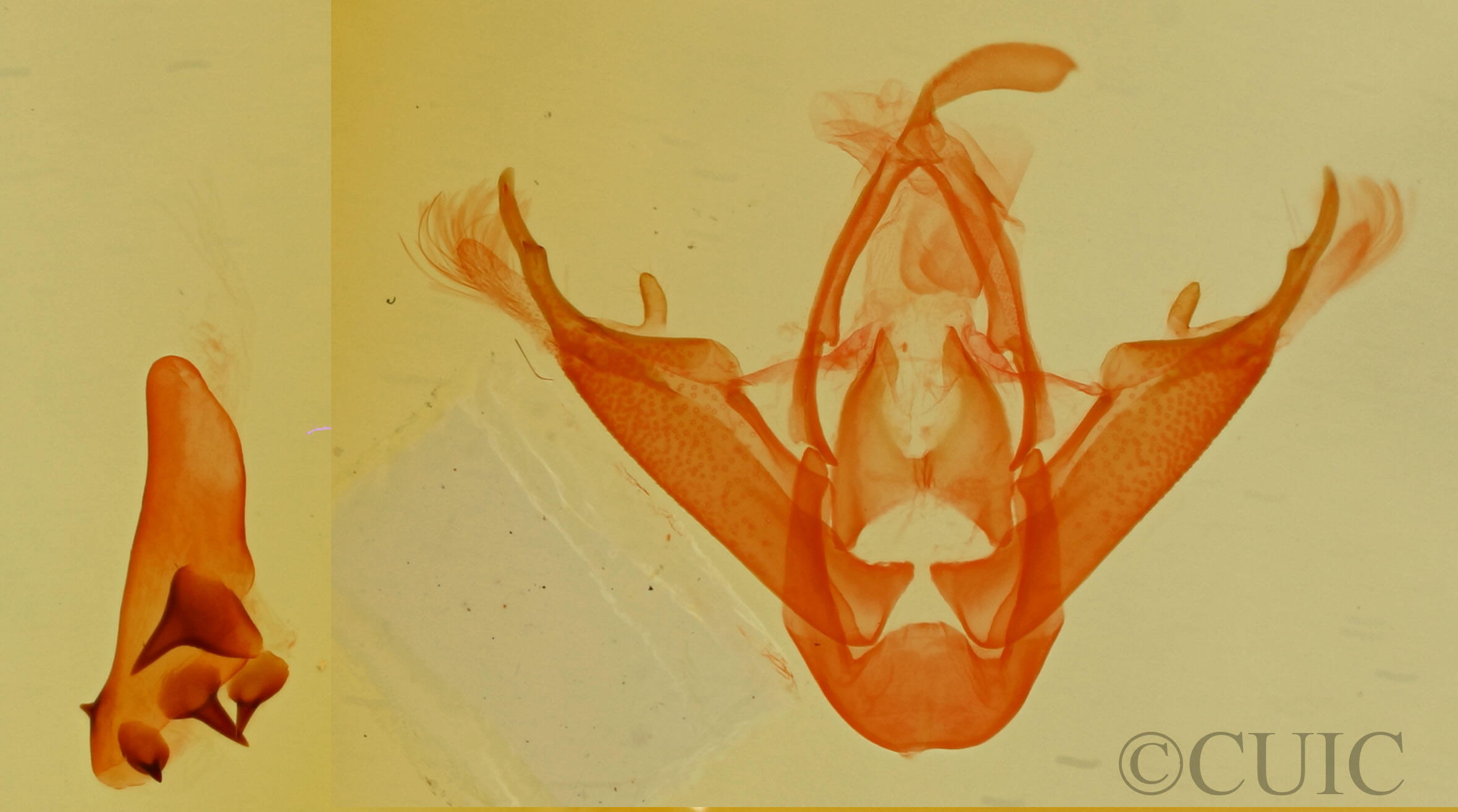 genitalia view of adult Mycterophora monticola