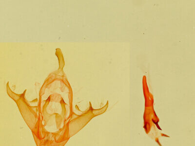 genitalia view of adult Parascotia fuliginaria