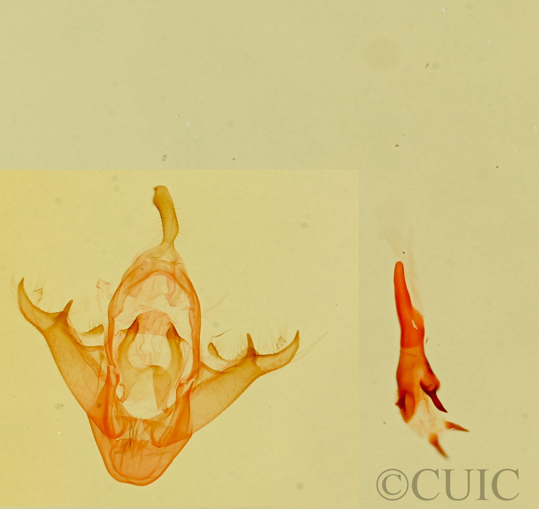 genitalia view of adult Parascotia fuliginaria