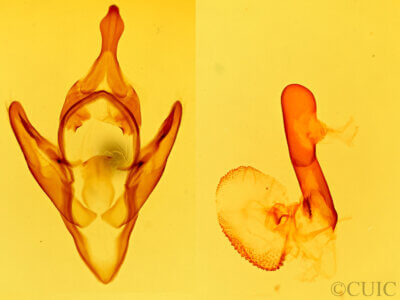 genitalia view of adult Apantesis proxima
