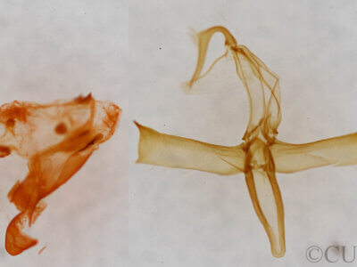 genitalia view of adult Bleptina caradrinalis