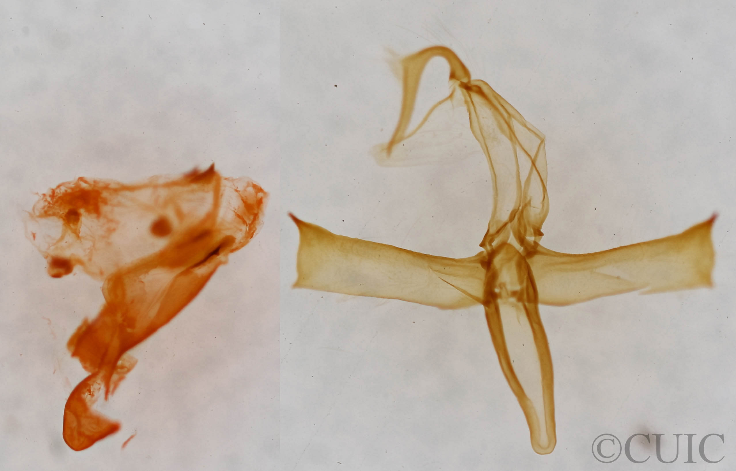 genitalia view of adult Bleptina caradrinalis