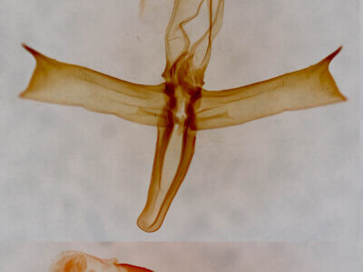 genitalia view of adult Bleptina caradrinalis